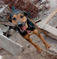 Perritos esperan ser adoptados en Torreón