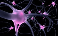 Científicos hallan un mecanismo que promueve la creación de nuevas neuronas toda la vida