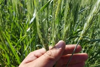 Precio del trigo se dispara un 40 % semanal por la guerra en Ucrania