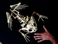 Paleoartista que reconstruye animales prehistóricos en Argentina