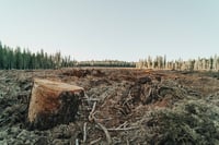 Presentan exhorto ante la Semarnat para combatir tala inmoderada de árboles 