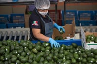 México solicita a Costa Rica el cumplimiento de la decisión de la OMC sobre el aguacate