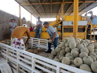 Bajo precio del melón nuevamente pone en jaque a productores