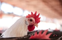 Alerta en La Laguna por influenza aviar