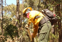 Durango, el más afectado por incendios forestales
