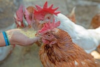 Granjas de pollo en Coahuila deberán contar con aves vacunadas