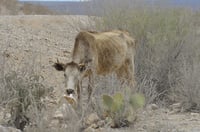 Persiste mortandad de ganado bovino por sequía en Durango