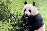 Muere a los 35 años 'Shuan Shuan', la panda más longeva de México  