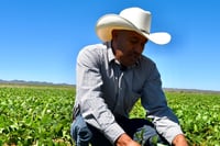 Productores alertan desabasto de frijol ante sequía al norte de México