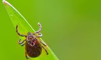 Costa Rica registra sus primeras muertes por rickettsiosis desde 1994