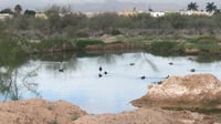 ¡Hasta con patos! Denuncian laguna de presuntas aguas negras en Torreón