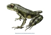 Una nueva especie de sapo hallada en Kenia revela la evolución de los anfibios africanos