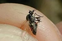 Hallan en el sur de España una especie nueva de mosca negra en Europa