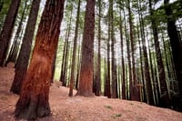 Estudio revela que Europa no tenía densos bosques antes de la llegada de humanos modernos