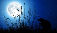¿Cuándo será la Luna llena de castor?
