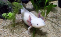 Cómo adoptar un ajolote de manera virtual