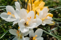 Flor de azahar, la planta que funciona como ansiolítico natural