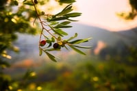 Cambio climático duplica el precio del aceite de oliva en el último año