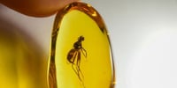 El fósil de mosquito más antiguo (del Cretácico) sugiere que los machos succionaban sangre
