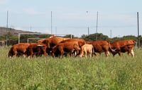 Aún deben 'sacar' 300 mil cabezas de ganado en Durango