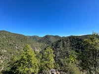 Protegen árboles que están en riesgo en Durango