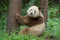Los excepcionalmente raros osos pandas pardos lo son por una mutación genética