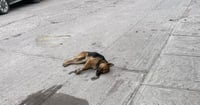 En Guanaceví envenenan a 90 perros y gatos en una sola noche