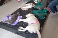 Imagen Realizan una campaña más de esterilización para mascotas en San Pedro