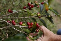 Exportaciones de café brasileño se dispararon 48.9 % en febrero