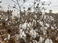 Cultivos de algodón. (ARCHIVO)