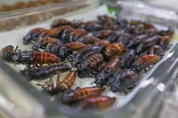 'Insectos para alimentación pecuaria, alternativa sostenible'