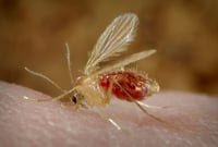 ¿Qué son los mosquitos jejenes que tienen en alerta a Nuevo León?
