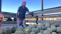Ayer lunes empezaron las cosechas de melón en Matamoros