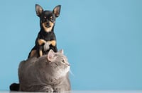 Imagen Perros y gatos podrían transmitir a los dueños bacterias resistentes