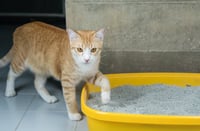 Imagen Recomendaciones para atender un gato con diarrea