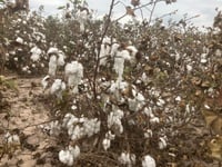 Estiman que este 2024 se sembrarán cerca de 3 mil hectáreas menos de algodón en San Pedro