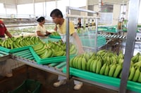 Estados Unidos, Japón y Canadá, principales consumidores del plátano mexicano: Sader