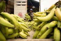 EUA, Japón y Canadá, principales consumidores de plátano mexicano