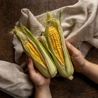 Acuerdan productores, industria y gobierno esquema para maíz blanco