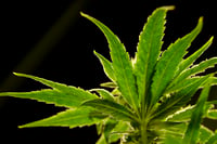 EUA reclasificará marihuana a una droga menos peligrosa