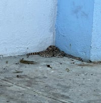Aumenta presencia de serpientes en Saltillo por altas temperaturas