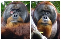 Orangután usó planta medicinal para tratar herida