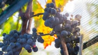 Aumentan exportaciones de uva mexicana en cinco años: Sader