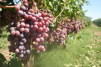 Aumentan exportaciones de uva mexicana en cinco años: Sader