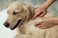 Imagen Cómo evitar que un perro contraiga la enfermedad de Lyme