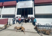 Con reses muertas, ganaderos protestan por sequía en Chihuahua