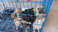 Adopción de mascotas en Gómez Palacio, lugares y horarios