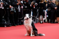 Perrito 'Messi' se apodera del festival de Cannes