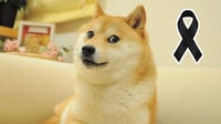 Fallece Kabosu, la perrita del meme y criptomoneda 'Doge'