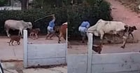 VIRAL: Pastora golpea a una vaca pero recibe castigo instantáneo
